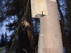 DO YOU LIKE TRAPPING?  Plans for Tree boxes for trapping Martin & Fisher