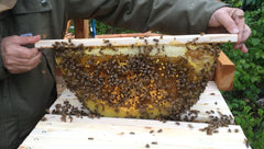 The Great Alaskan Top Bar Beehive Plans